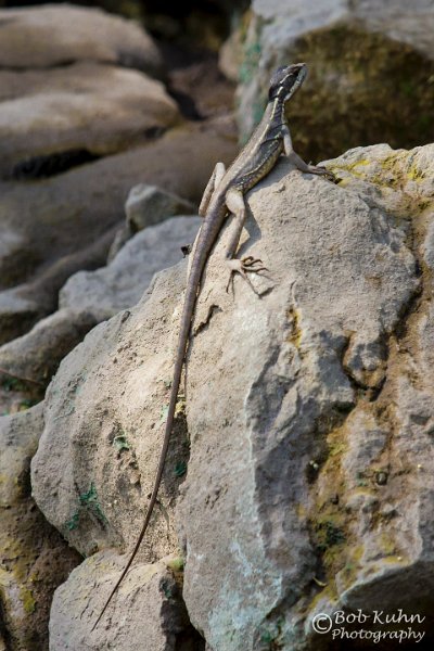 IMG_7006-2-Rio Tarcoles.jpg